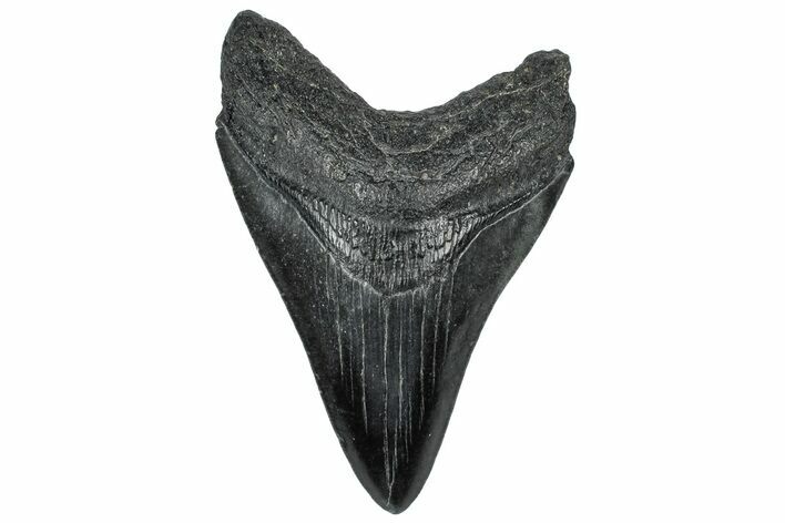 Fossil Megalodon Tooth - South Carolina #310044